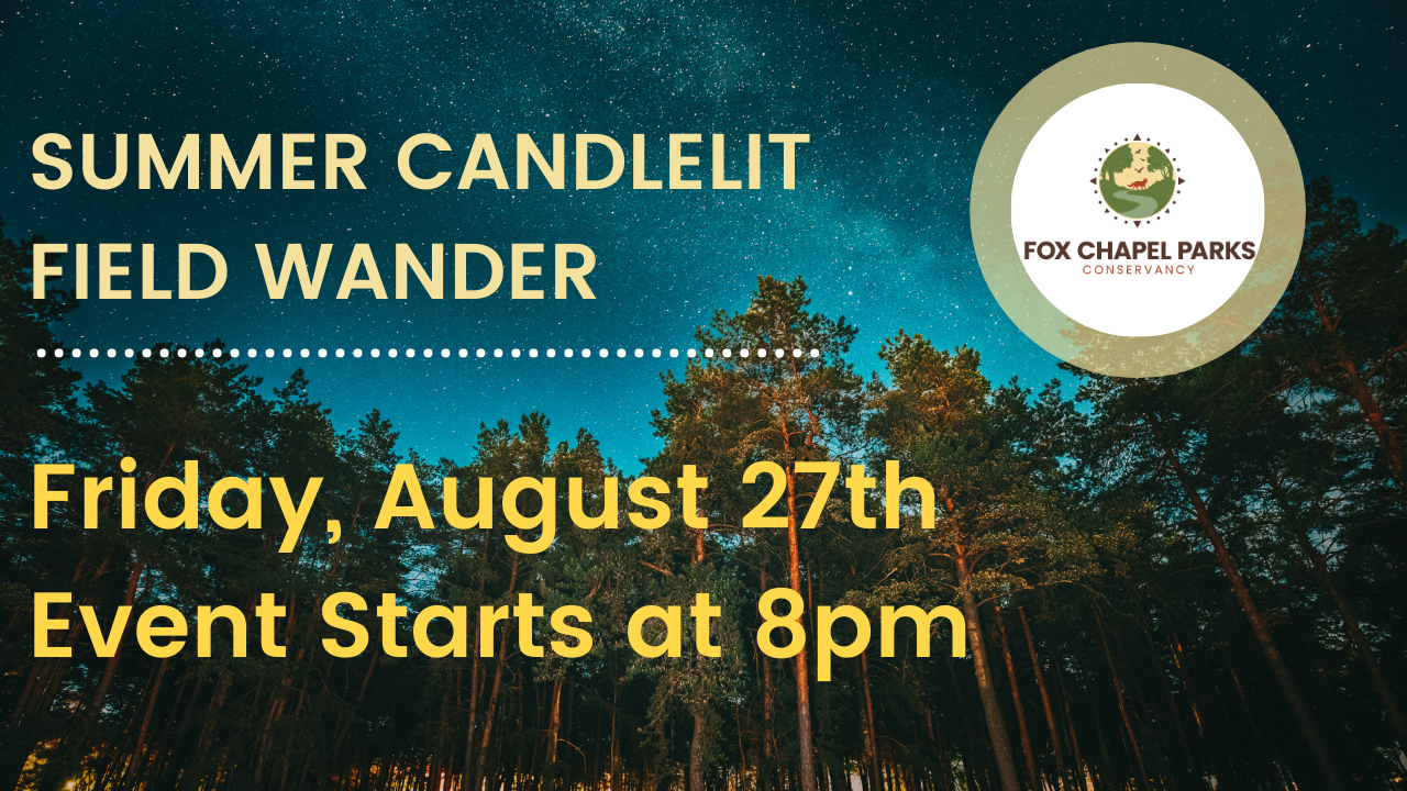 Summer Candlelit Field Wander, Friday, August 27th, event starts at 8pm; Fox Chapel Parks Conservancy, starry pine forest