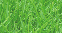 Close-up of bright green grass blades
